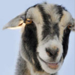 Swarf – Find Your Own Goat