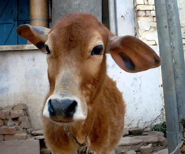 The Little Cow